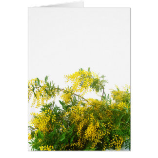 Mimosa