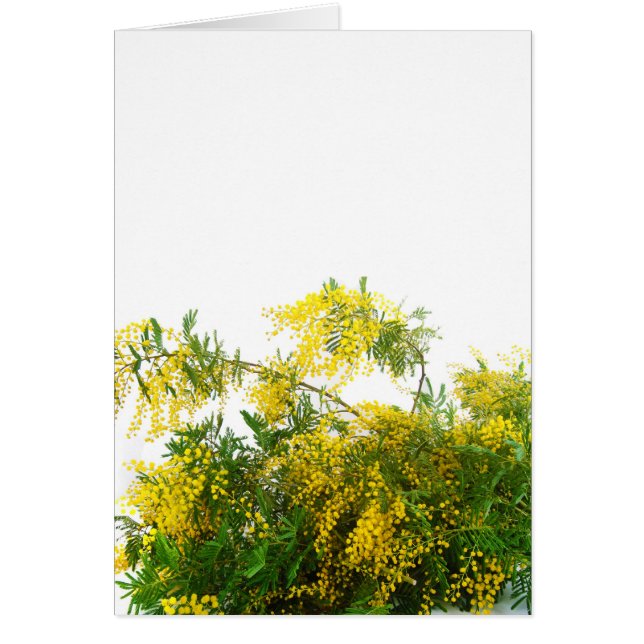 Mimosa (Devant)