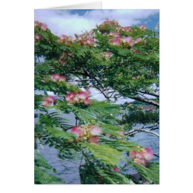 Mimosa blossoms and water view (Front)