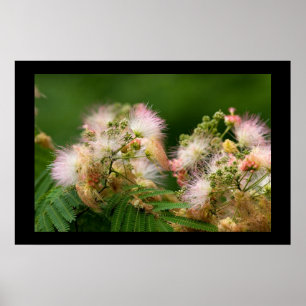 Mimosa Blossoms Poster