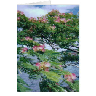 Mimosa fleurit et vue sur l'eau