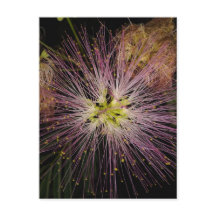 Mimosa Flower Postcard