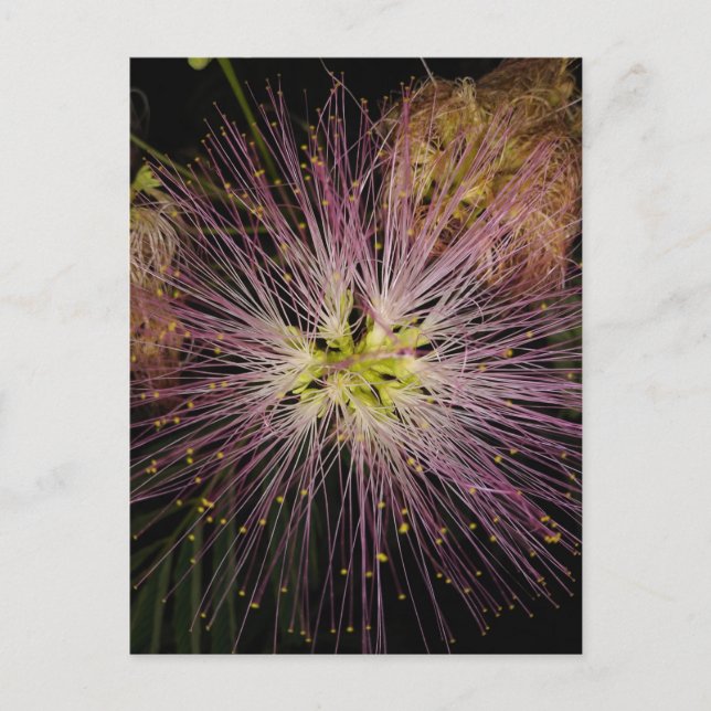 Mimosa Flower Postcard (Front)