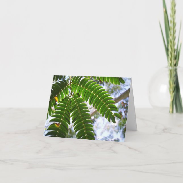 Mimosa Leaves Card (Front)