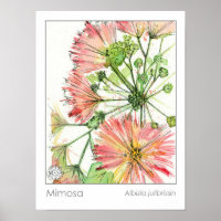 Mimosa Plant Pink Flowers Medicinal Herb