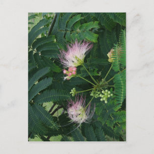 Mimosa Tree Blossom Postcard