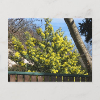 Mimosa Tree Postcard
