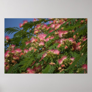Mimosa tree poster