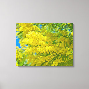 Mimosa Yellow Flower Floral Botanical Photography Canvas Print