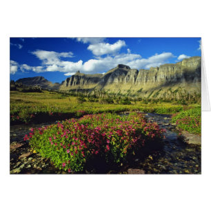 Mimulus de Logan Pass dans le parc national de Gla