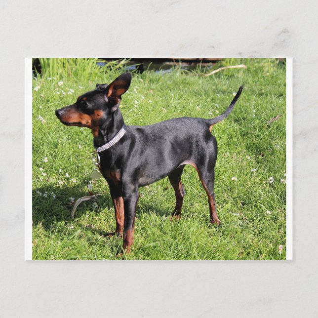 min pin black and rust full postcard (Front)