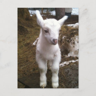 Min the Doeling Postcard