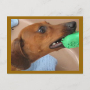 Minature Dachshund Postcard