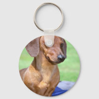 Minature Smooth Dachshund