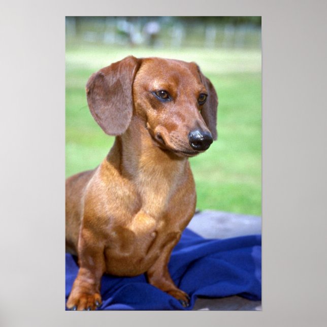 Minature Smooth Dachshund Poster (Front)
