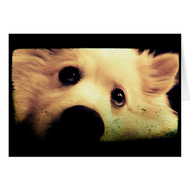 Mini American Eskimo (Front Horizontal)