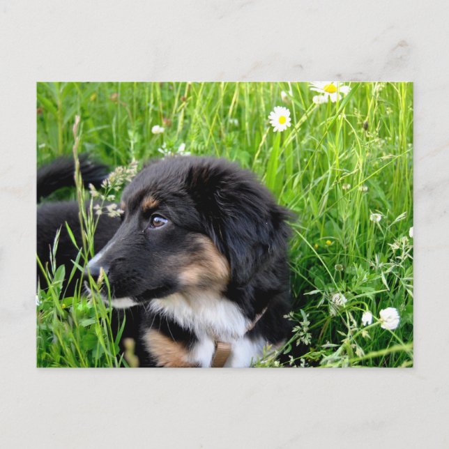 Mini Australian Shepherd Postkarte Postcard (Front)