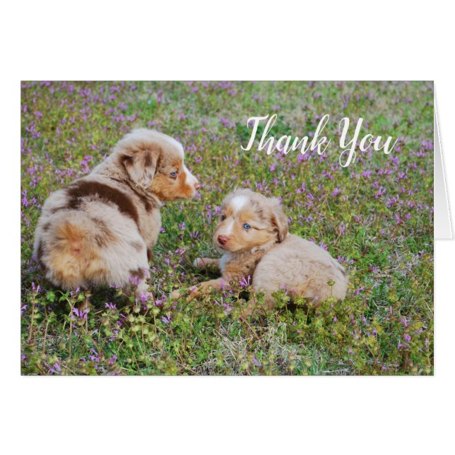 Mini Australian Shepherds Greeting Card (Front Horizontal)