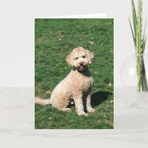 Mini carte de voeux de chiot de Goldendoodle