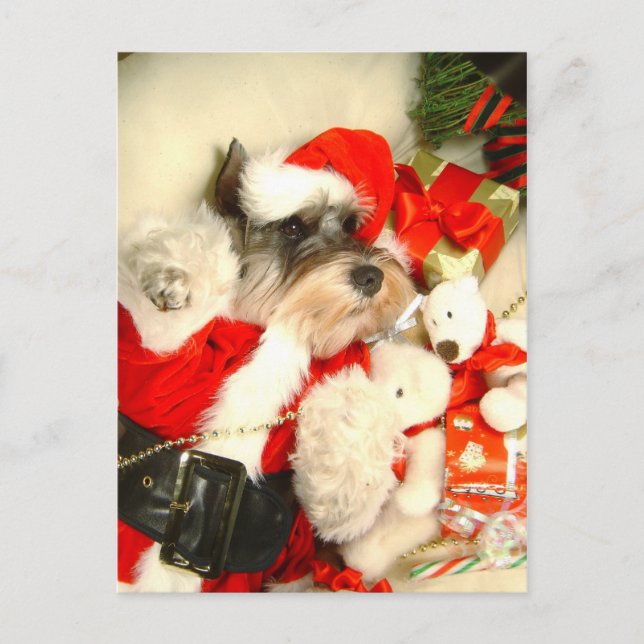 Mini carte postale de X'mas de Schnauzer (Devant)
