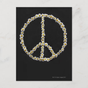 Mini Daisies In a Peace Symbol Postcard