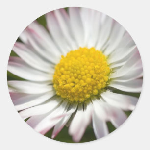 Mini Daisy Stickers