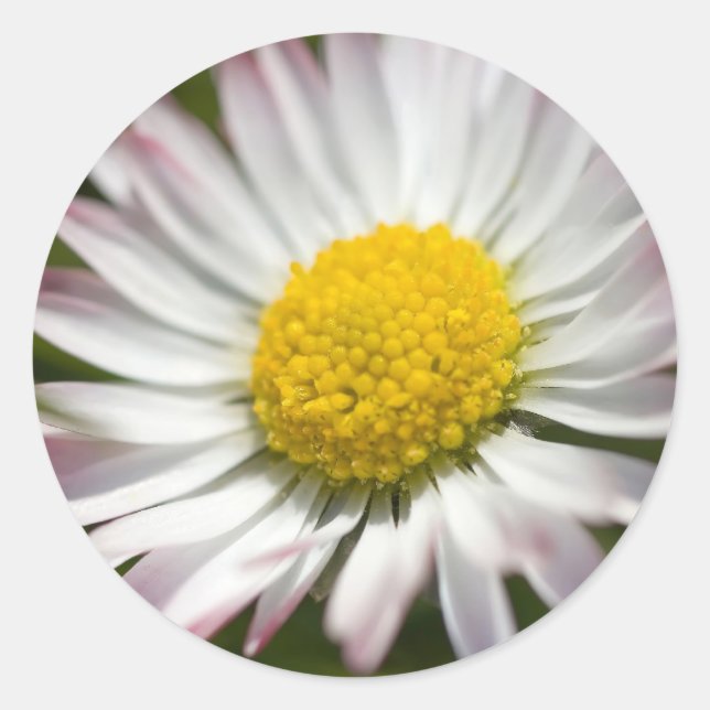 Mini Daisy Stickers (Front)