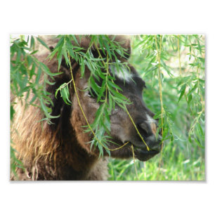 Mini Filly Being Onery Photo Print