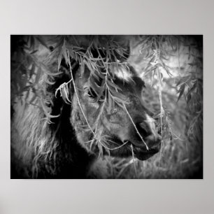 Mini Filly Being Onery Poster