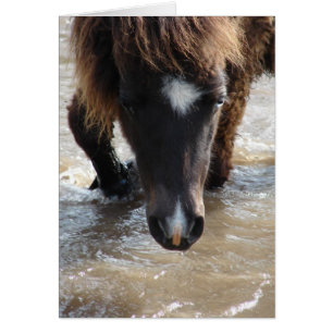 Mini Filly Goes For A Swim