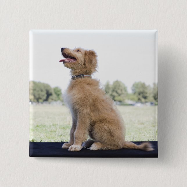 Mini Golden Doodle 2 Inch Square Button (Front)