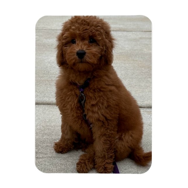 Mini Golden Doodle  Magnet (Vertical)