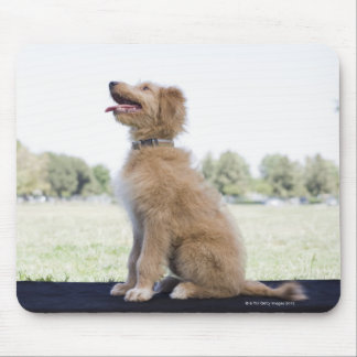 Mini golden doodle mouse pad