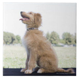 Mini golden doodle tile
