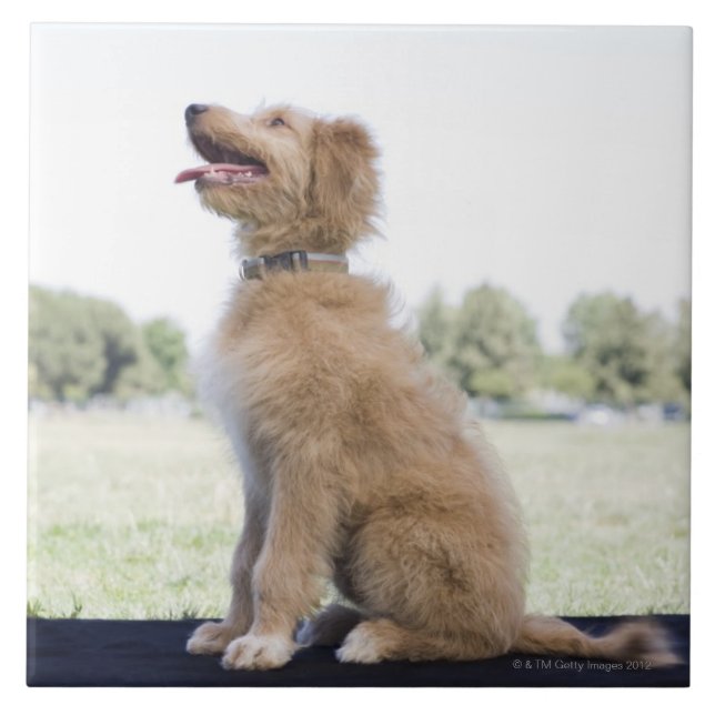 Mini golden doodle tile (Front)