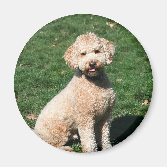 Mini Goldendoodle chiot aimant (Devant)