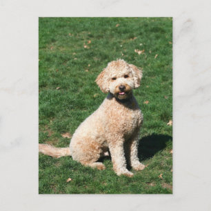 Mini Goldendoodle chiot carte postale