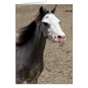 Mini Horse in Liberty Class at a Horse Show
