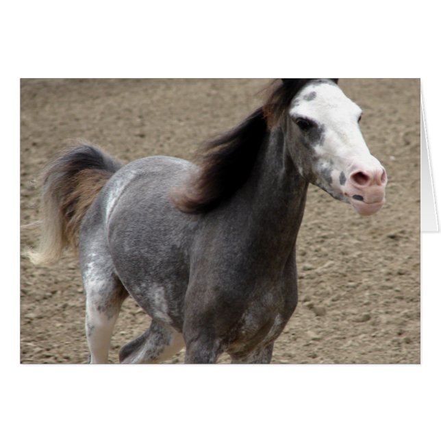 Mini Horse in Liberty Class at a Horse Show (Front Horizontal)