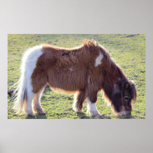 Mini Horse Poster