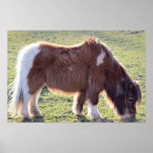 Mini Horse Poster