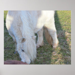 Mini Horse Poster