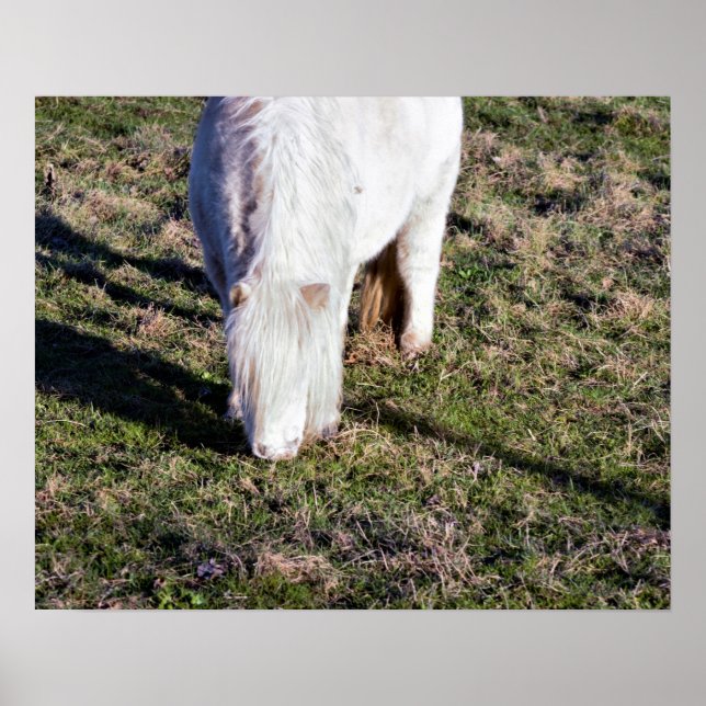 Mini Horse Poster (Front)