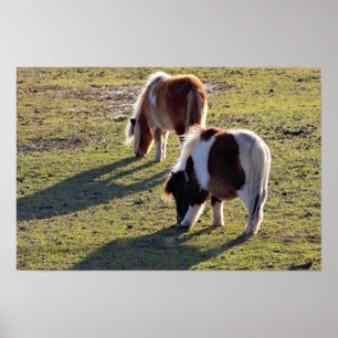 Mini Horses Poster