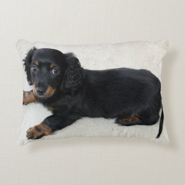 Mini Longhair Dachshund Puppy Accent Pillow (Front)