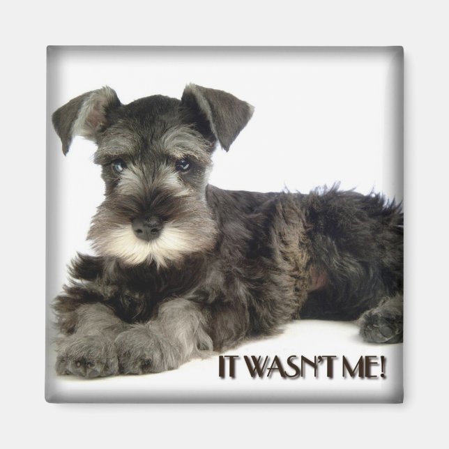 Mini magnet Schnauzer (Devant)