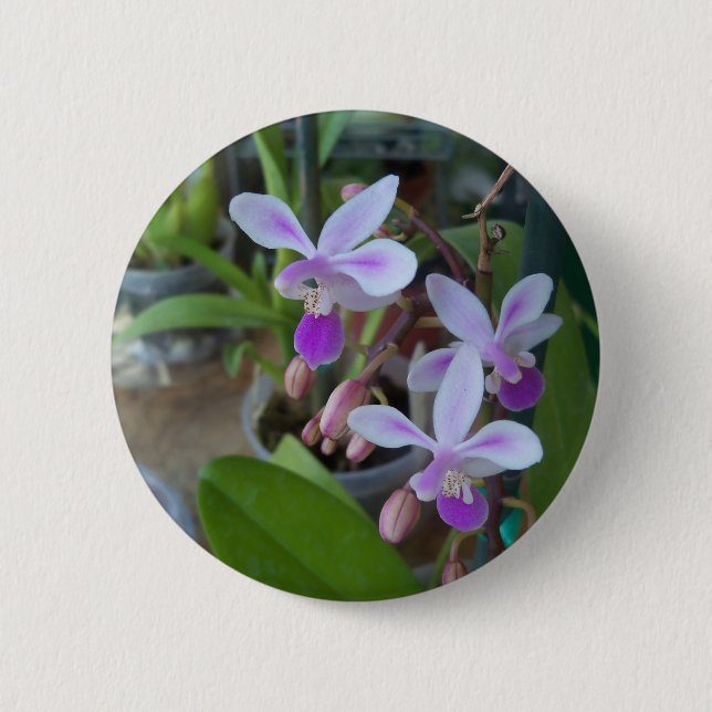 mini Phal orchids 2 Inch Round Button (Front)