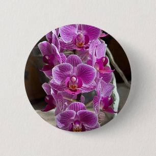 Mini Phalaenopsis Sogo Vivien Purple Orchid Flower 2 Inch Round Button