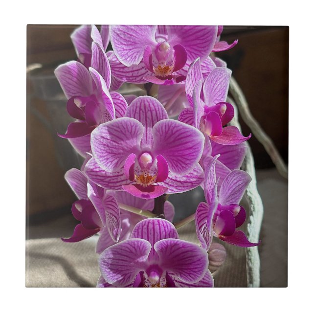 Mini Phalaenopsis Sogo Vivien Purple Orchid Flower Tile (Front)