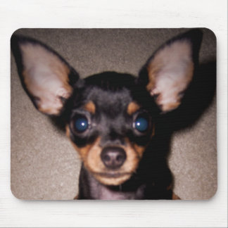 mini pinscher. mouse pad